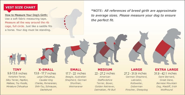 ESA Letter for Airlines & Housing – United Support Animals