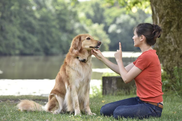 can i train my dog to be an emotional support dog