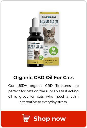 CBD Oil for Cats