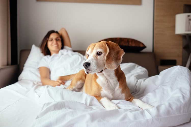 can a hotel ask for service dog papers