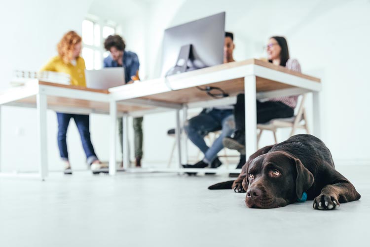 Taking Your Emotional Support Animal or Service Animal to Work Taking Your Emotional Support Animal or Service Animal to Work