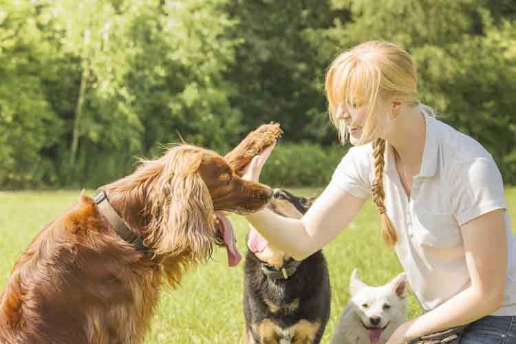 Best Psychiatric Service Dog