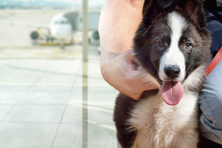 How to Fly with a Large Emotional Support or Service Dog