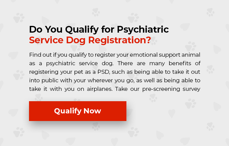 Qualify For Support Dog Benefits