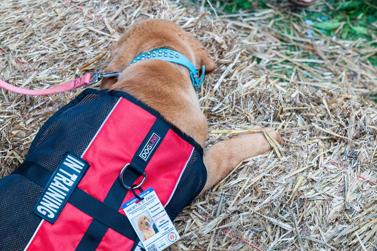 How To Train a Psychiatric Service Dog
