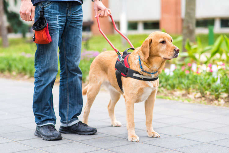 FAQs: Rules and Facts About Service Dog ADA Regulations