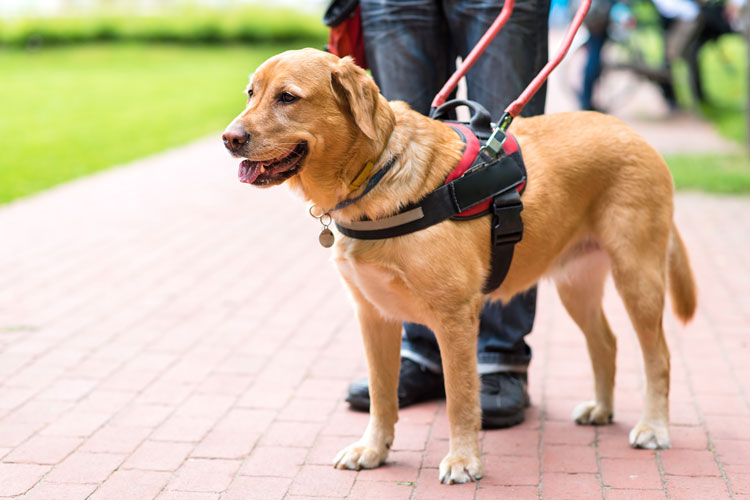 Service Dog Etiquette