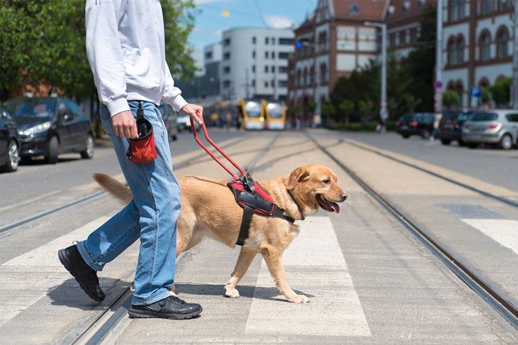 Emotional Support Animals Can Improve Men’s Mental Health