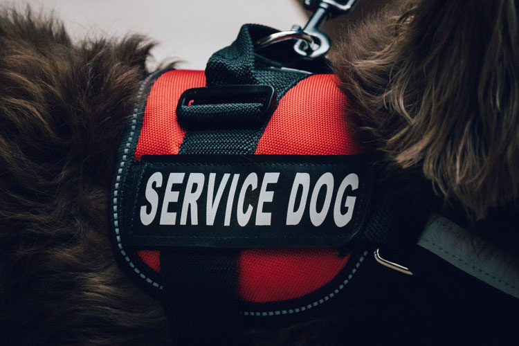 Are Service Animals Required to Wear a Vest, Patch, or Other Gear?