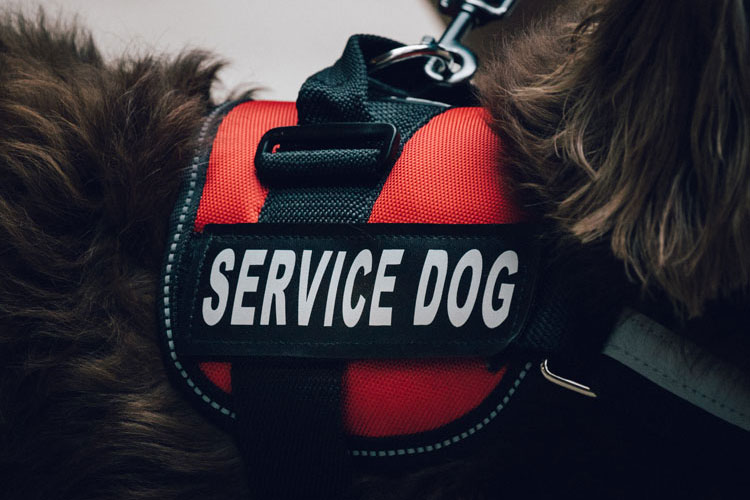 can an esa wear a service dog vest