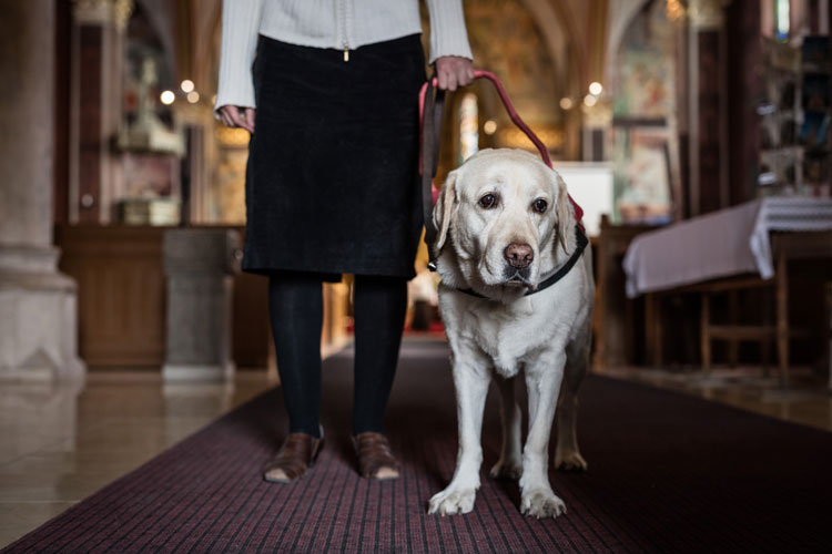 can dogs go to church