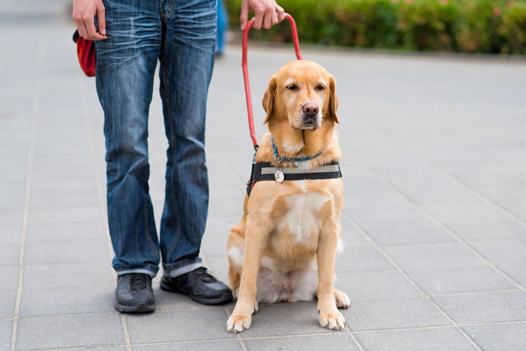 Can You Take Your Emotional Support or Service Animal to The Gym