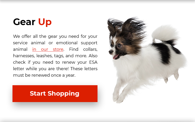 Gear Up Your Pet