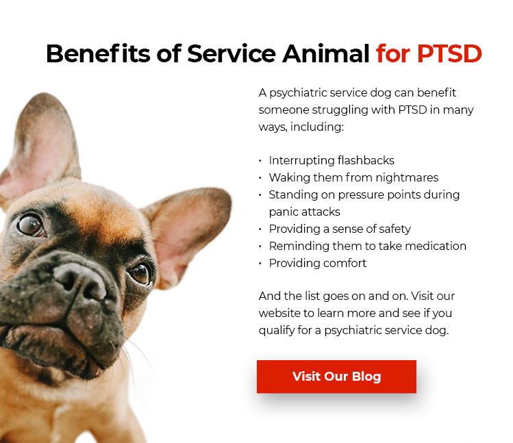 Benefits of Service Animals
