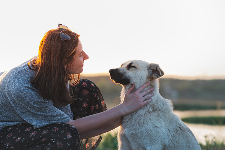 can a hotel ask for service dog papers