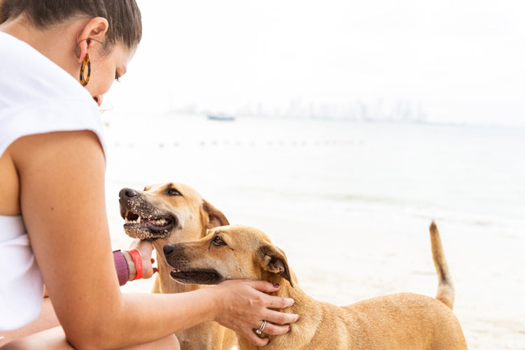 bringing service animals