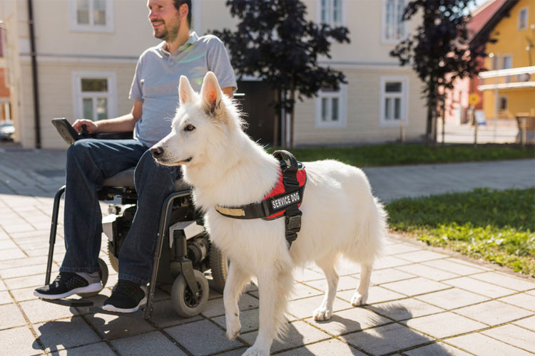 Emotional Support and Service Animals